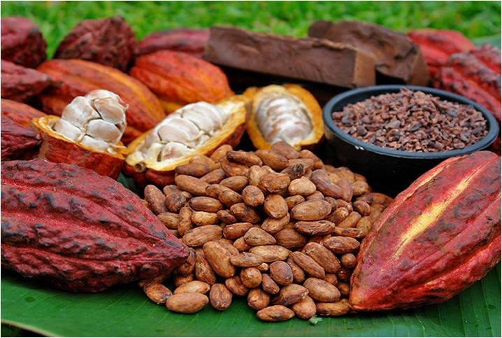 cacao land