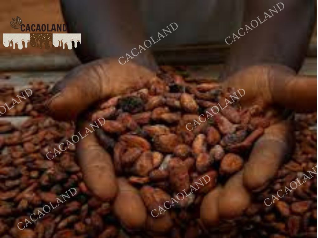 Cacao Đắk Lắk – Tinh Hoa Từ Vùng Đất Đỏ Bazan Tây Nguyên