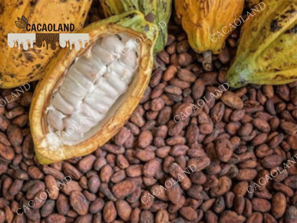 Cacao Đắk Lắk – Tinh Hoa Từ Vùng Đất Đỏ Bazan Tây Nguyên