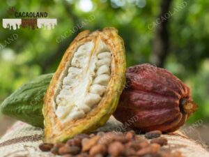 Cacao Đắk Lắk – Tinh Hoa Từ Vùng Đất Đỏ Bazan Tây Nguyên