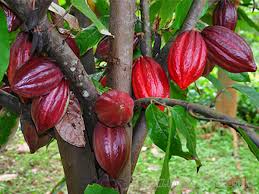 Cacao Tây Nguyên