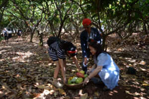 vườn cacao Buôn Ma Thuột