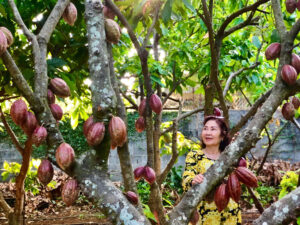 vườn cacao Buôn Ma Thuột