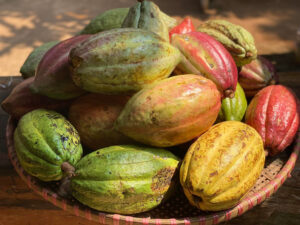 vườn cacao Buôn Ma Thuột