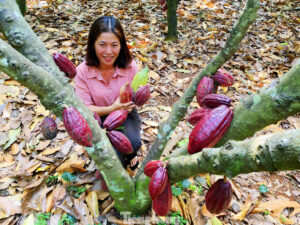 vườn cacao Buôn Ma Thuột