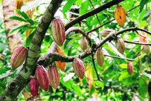 cacao Đắk Lắk