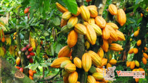 cacao Đắk Lắk