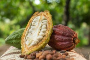 cacao Đắk Lắk