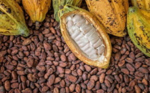 cacao Đắk Lắk