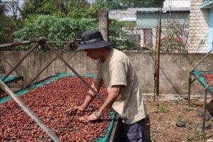 cacao Đắk Lắk