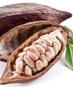 Cacao tươi