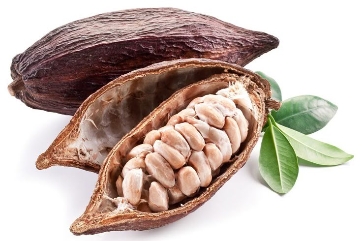 Cacao tươi