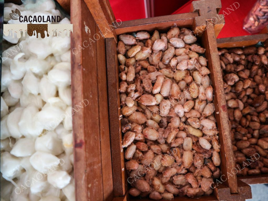 Cacao là gì? Khám phá nguồn gốc và công dụng tuyệt vời của cacao