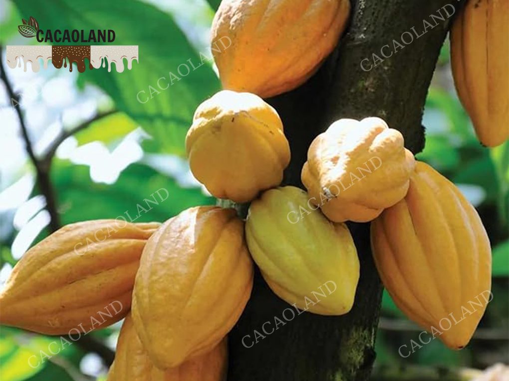 Cacao là gì? Khám phá nguồn gốc và công dụng tuyệt vời của cacao..